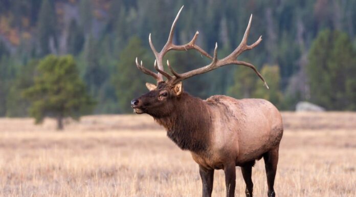 Animals That Molt - Elk
