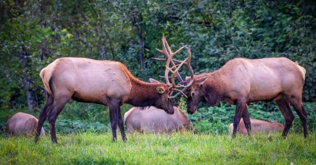 Incredibili animali della foresta pluviale: Roosevelt Elk