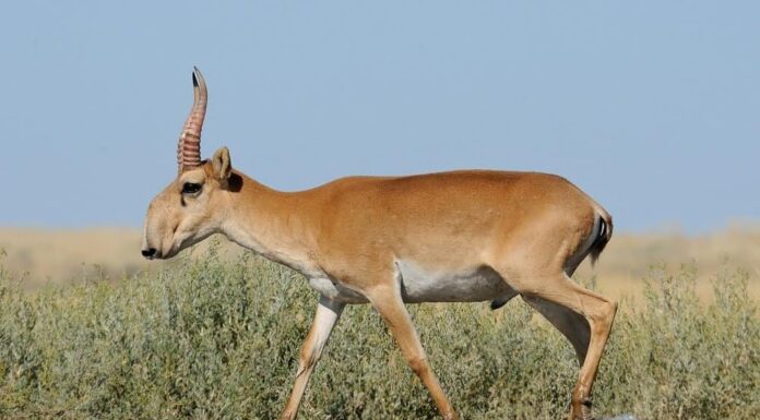 Impala vs Antilope: quali sono le principali differenze?
