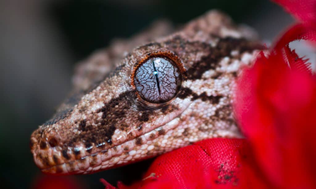 Primo piano del volto di un Gargoyle Gecko