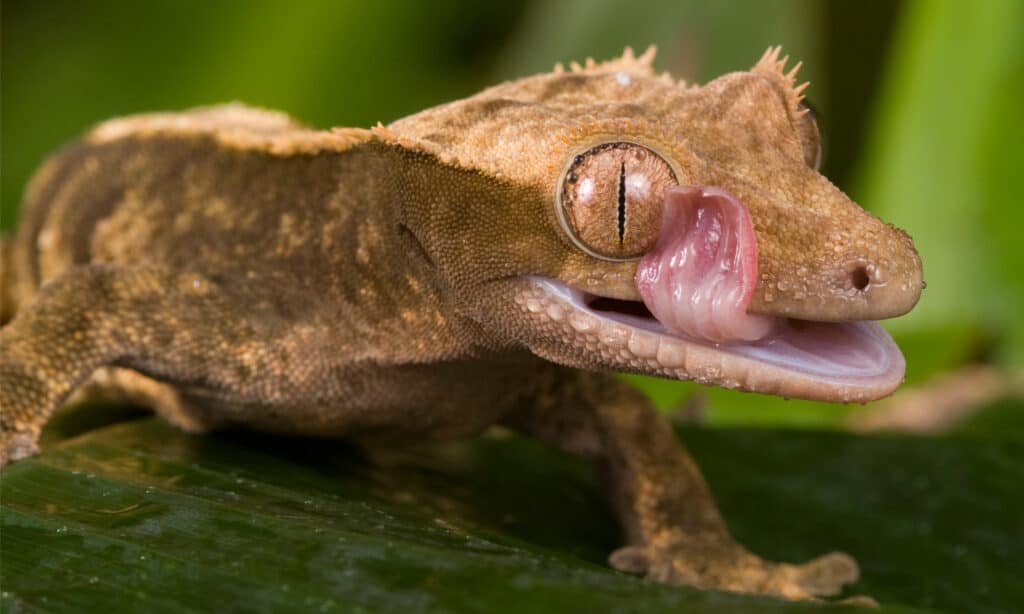 Gargoyle Gecko leccare il suo occhio