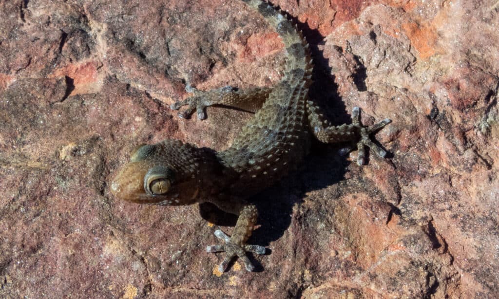 Geco dalle dita spesse di Bibron (Chondrodactylus bibronii)