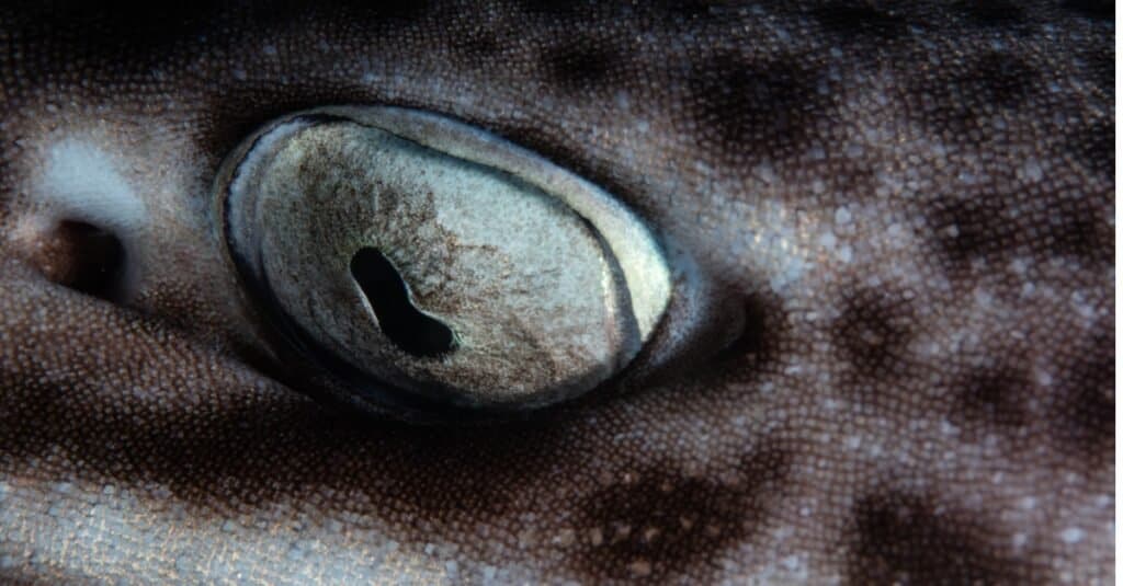 Occhi di squalo: squalo gatto corallo