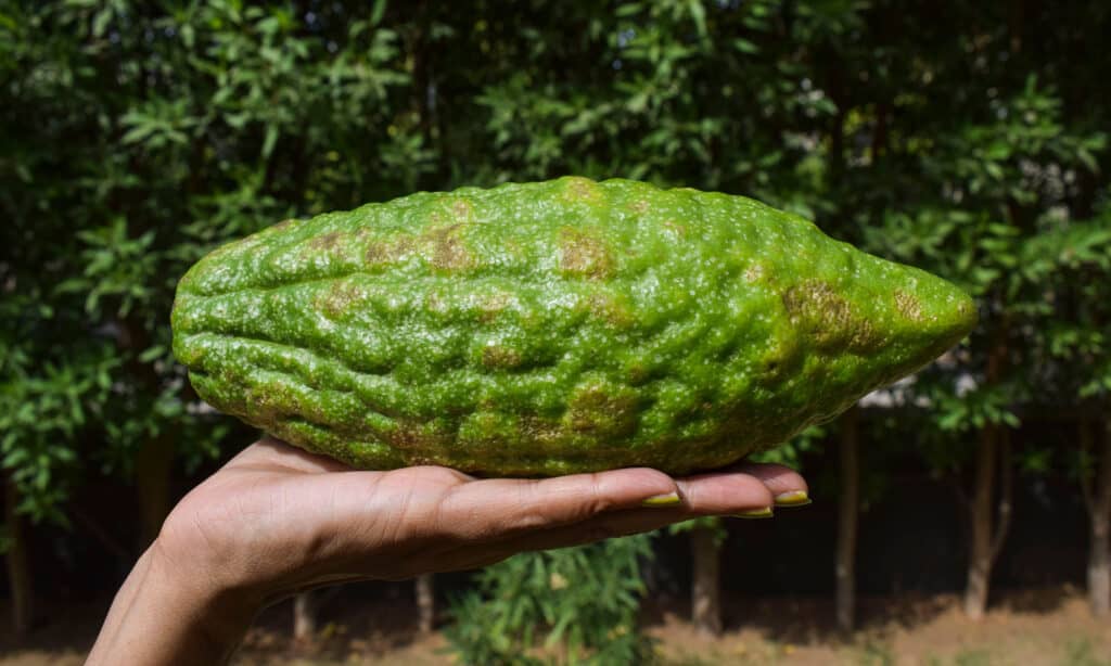 Cedro 