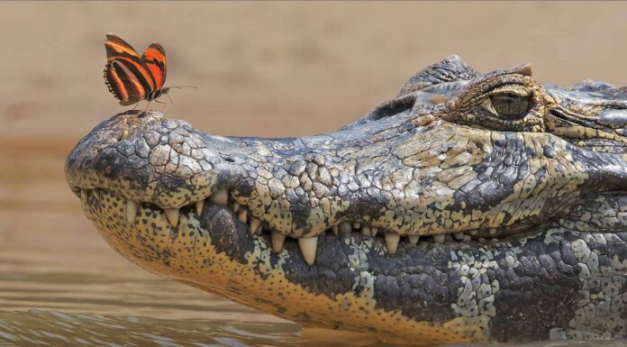 Il più grande alligatore mai trovato in Mississippi
