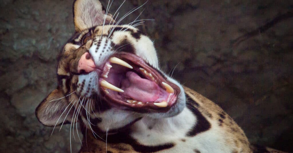 Leopardo nebuloso - Mostra i suoi denti