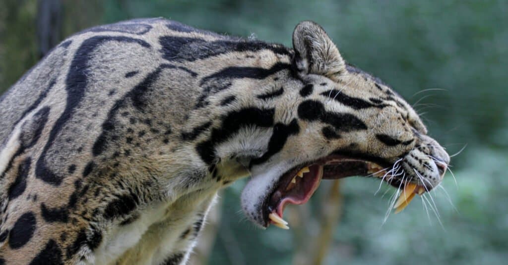 Denti di leopardo nebuloso: canini