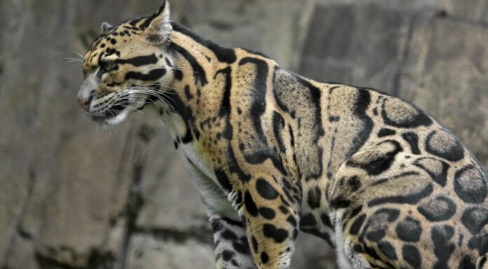 10 fatti incredibili sul leopardo nebuloso
