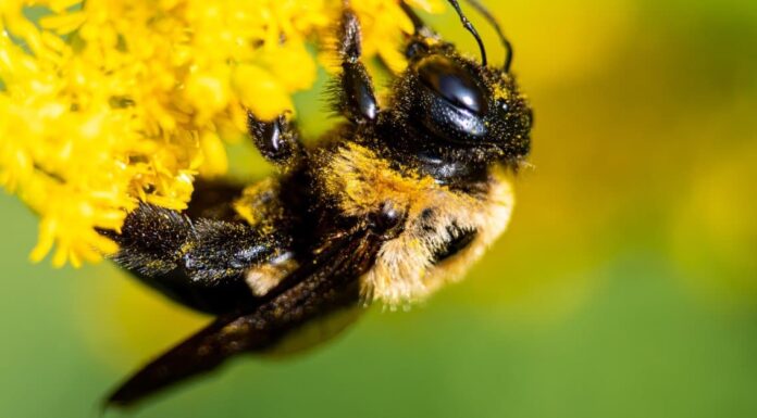 The early bumblebee (Bombus pratorum)