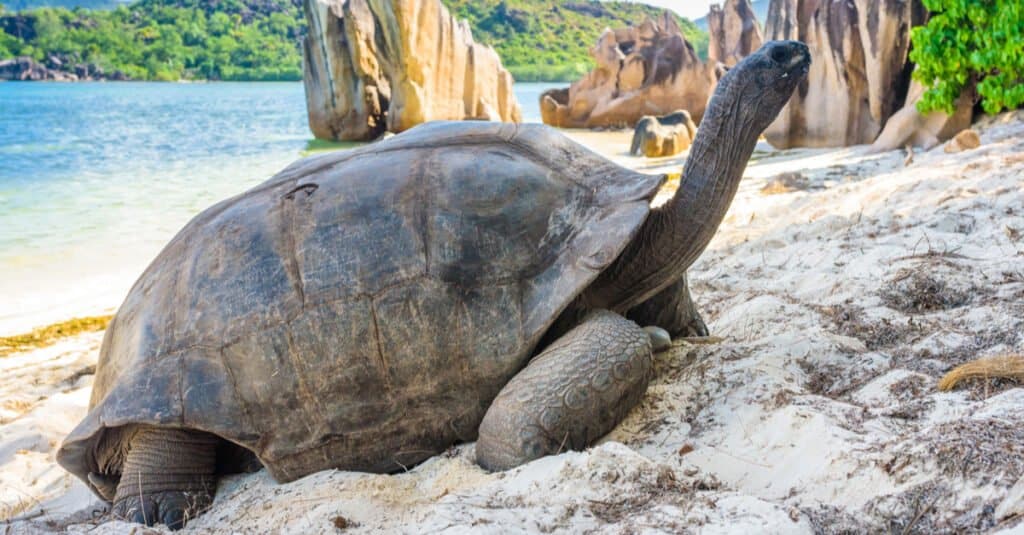 Tartaruga più grande - Tartaruga gigante di Aldabra sulla spiaggia