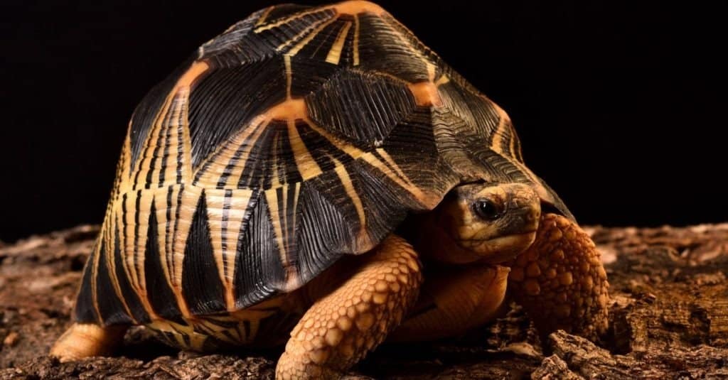 La tartaruga stellata indiana Geochelone elegans, un comune rettile domestico "esotico".