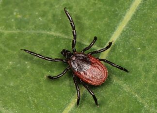 Zecche nel West Virginia
