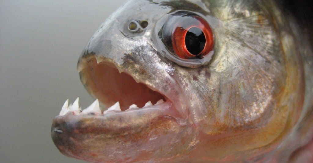 Piranha più grande - Piranha occhi rossi