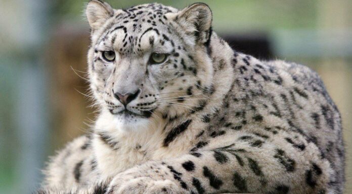 10 fatti incredibili sul leopardo delle nevi
