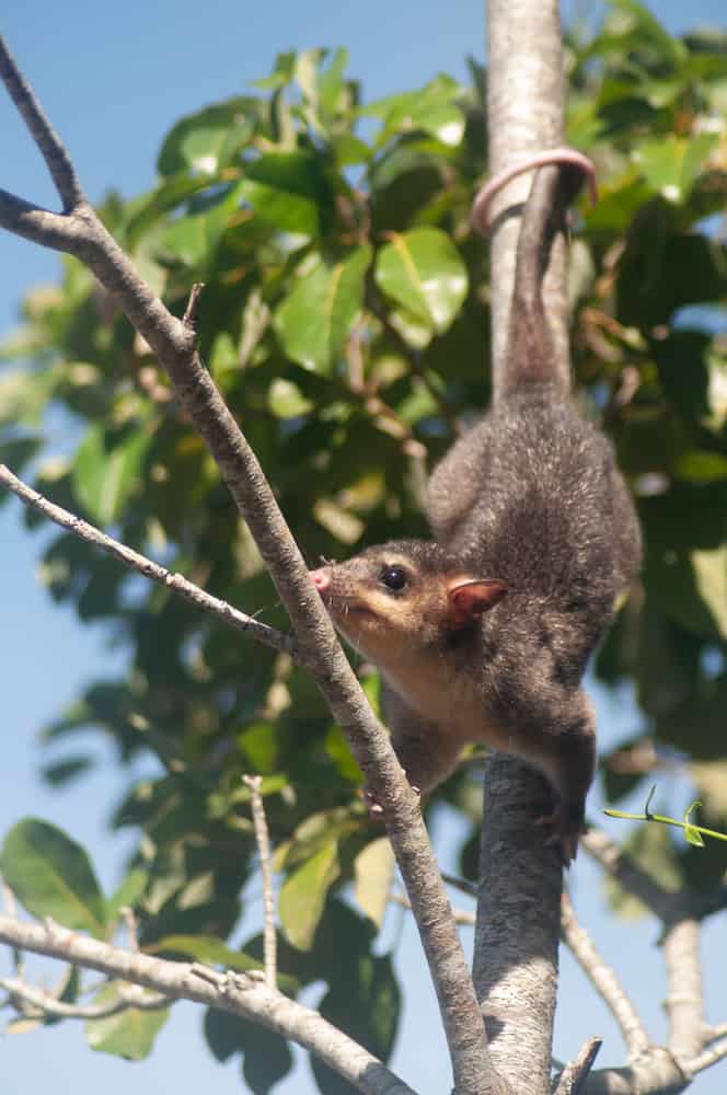 fatti di opossum