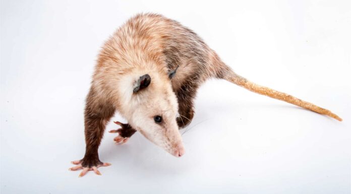 10 fatti incredibili sull'opossum
