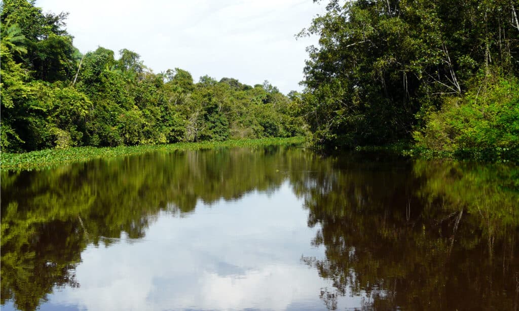 Il delta dell'Orinoco è uno dei più grandi delta fluviali della terra.