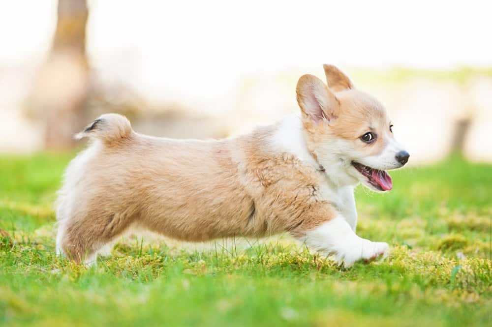 Welsh Corgi (Canis familiaris) - cucciolo che cammina attraverso l'erba