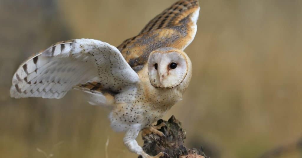 Magnifico Barbagianni appollaiato su un moncone nella foresta (Tyto alba)