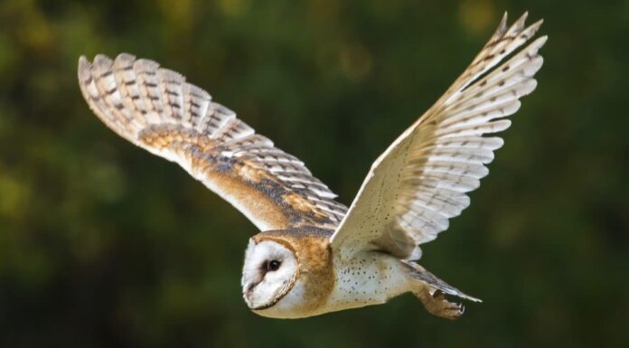 Are Owls Mammals