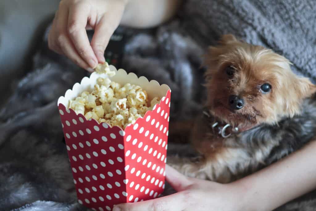 cane con popcorn