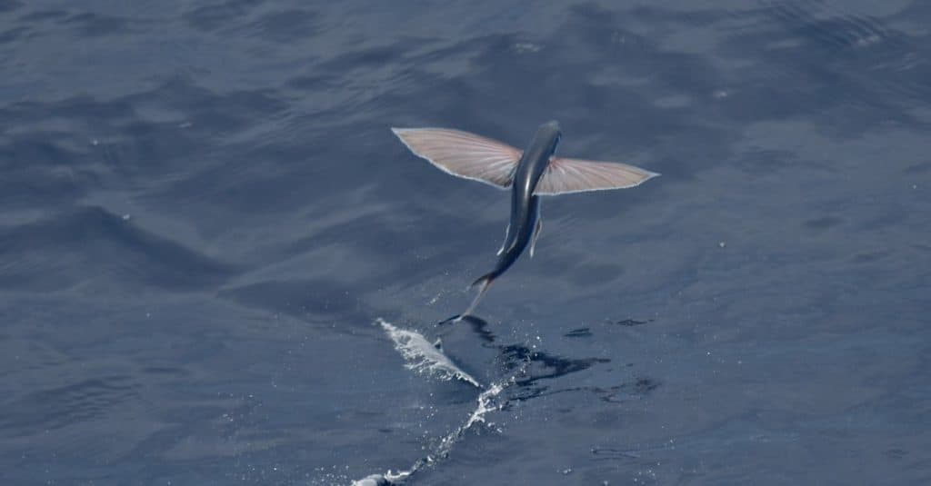 Pesci volanti che decollano dalla superficie dell'oceano.