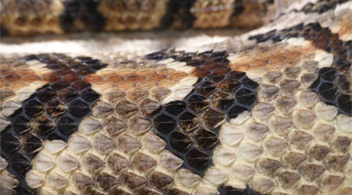 9 serpenti con squame carenate (e cosa significano)
