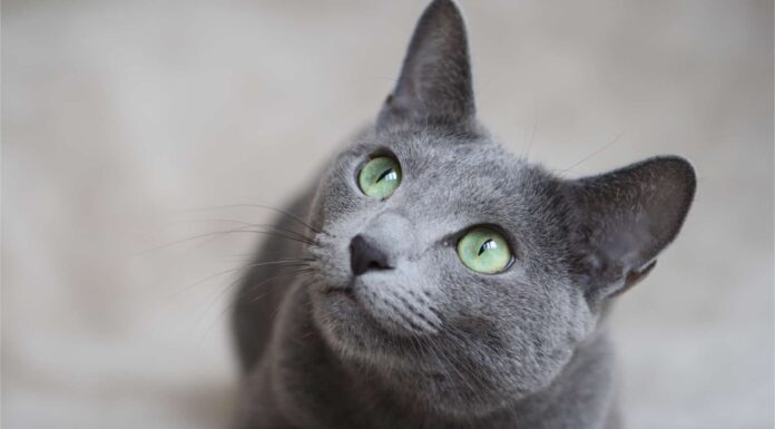 Gatto blu russo vs gatto certosino: quali sono le differenze?
