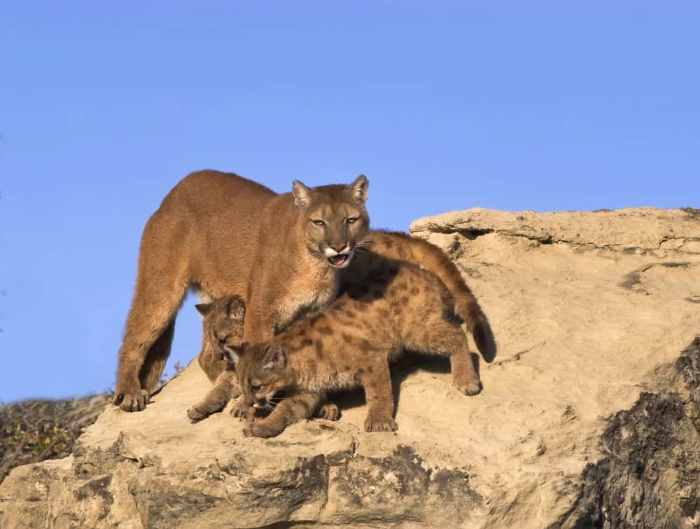 Cougar (Felis Concolor) - con i bambini sulla roccia