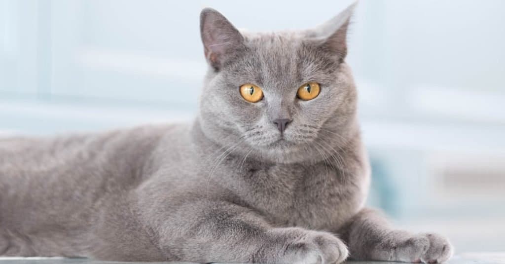 Razze di gatti più costose: British Shorthair