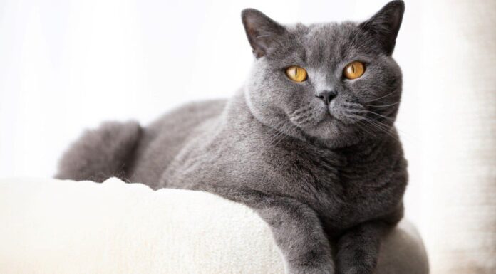 British Shorthair vs Russian Blue Cat: quali sono le principali differenze?
