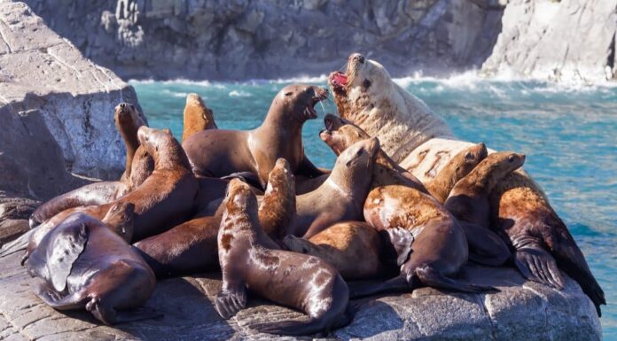 Sea Lion Island - Falklands