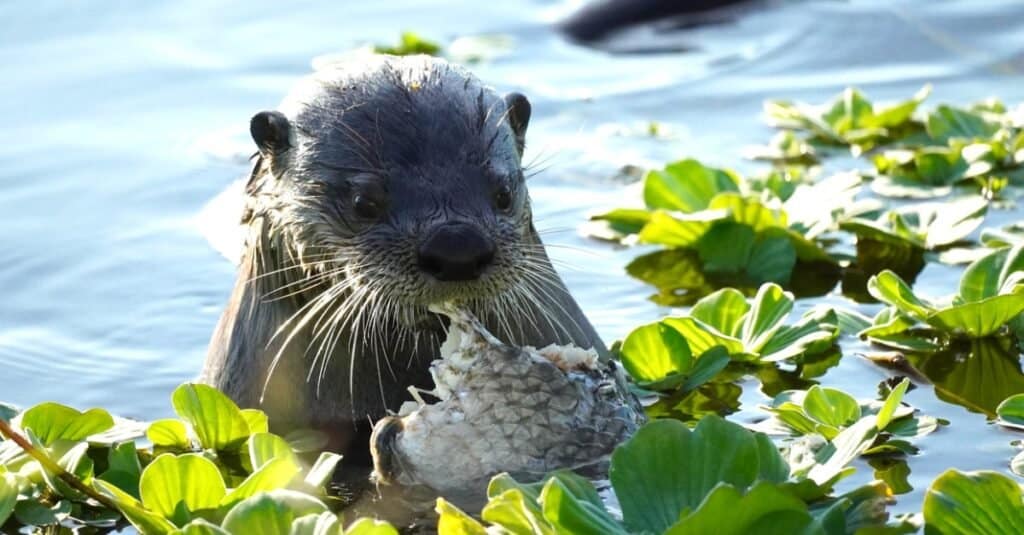 Cosa mangiano le lontre di fiume?