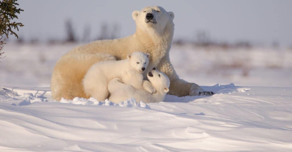 Cucciolo di orso polare - cuccioli 