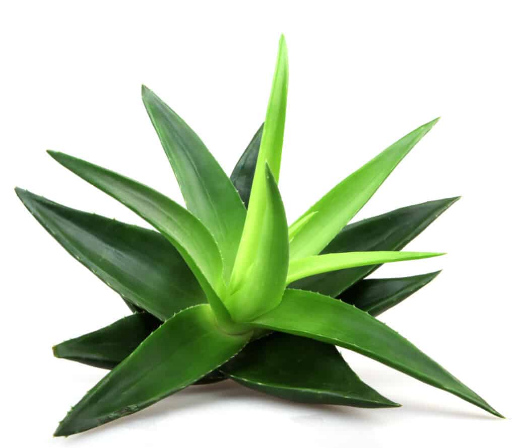 Le piante di Aloe Vera sono molto comuni come piante d'appartamento o coltivate per scopi medicinali.  Tuttavia, la maggior parte delle persone non sa che le piante di Aloe Vera sono solo una delle tante aloe!