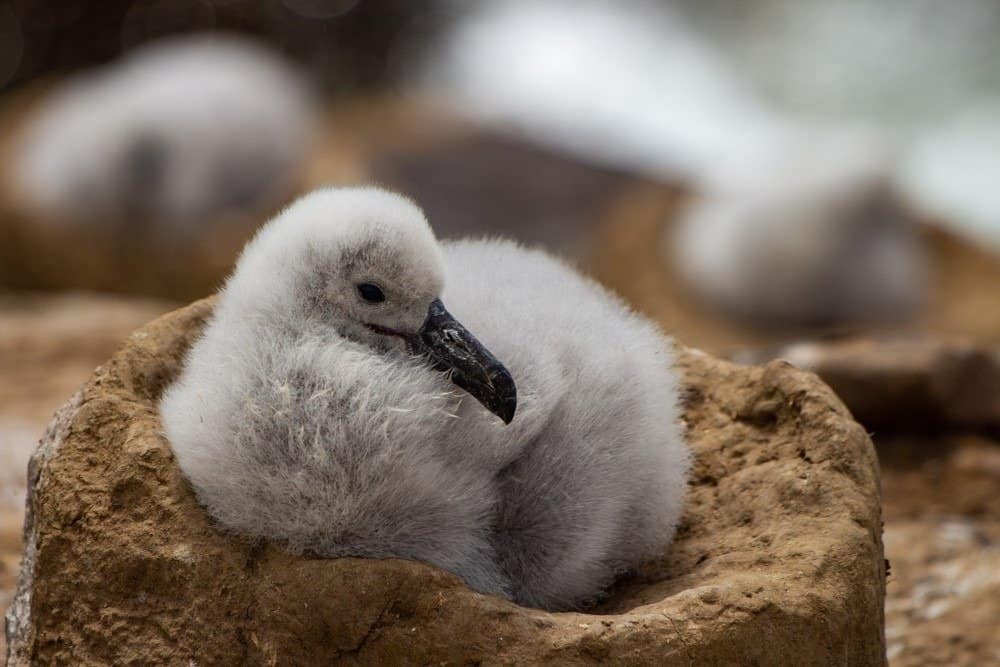 Piccolo albatro sopracciglio nero molto carino bambino sul suo nido, Saunders Island, Isole Falkland