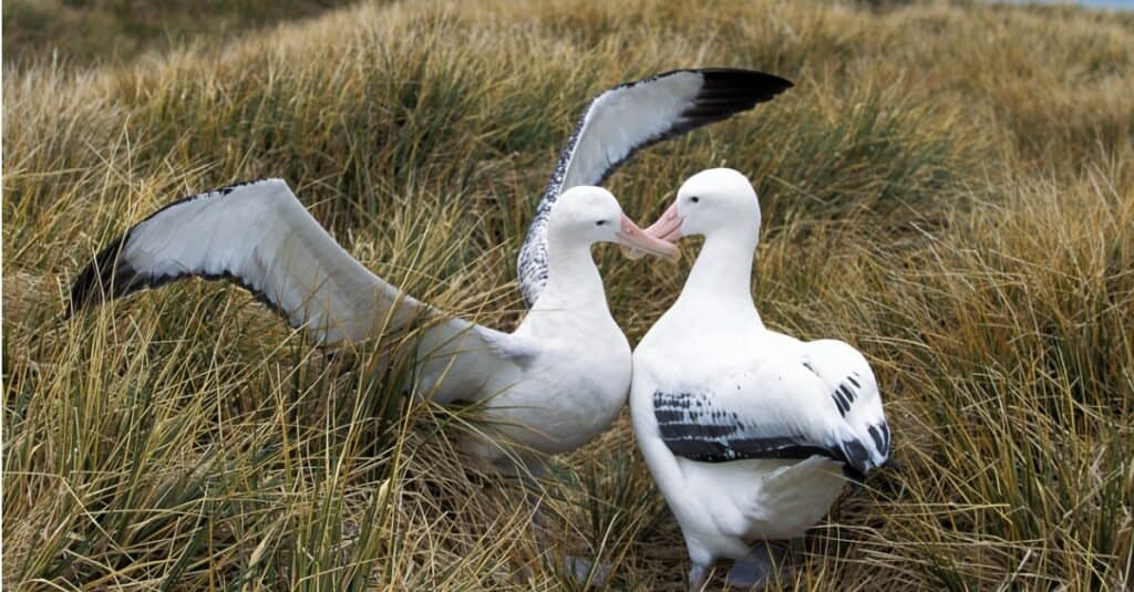 albatros che si corteggiano in un campo