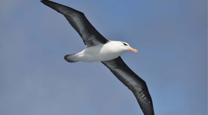 10 fatti incredibili sull'albatro

