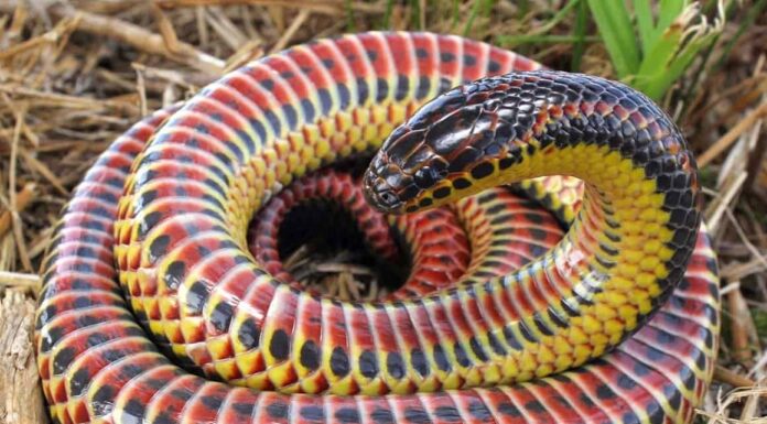 Scopri il più grande serpente arcobaleno mai trovato
