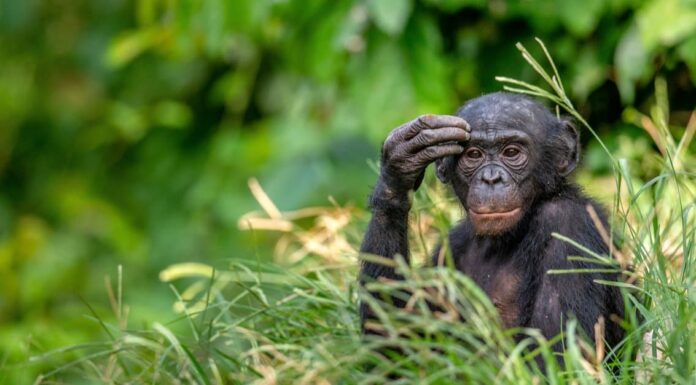 10 fatti incredibili sui bonobo
