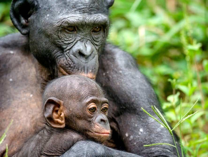 Madre e cucciolo di Bonobo in habitat naturale.