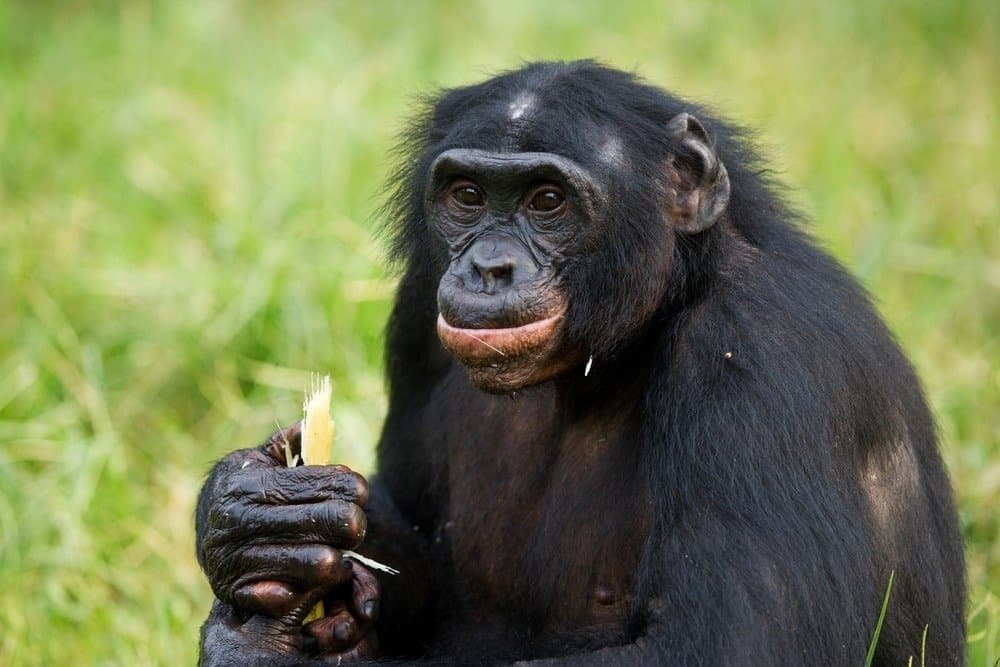 Cosa mangiano le scimmie?  - Ritratto di bonobo.  Avvicinamento