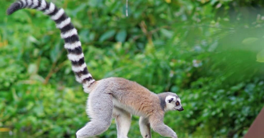Coda più lunga: il lemure dalla coda ad anelli