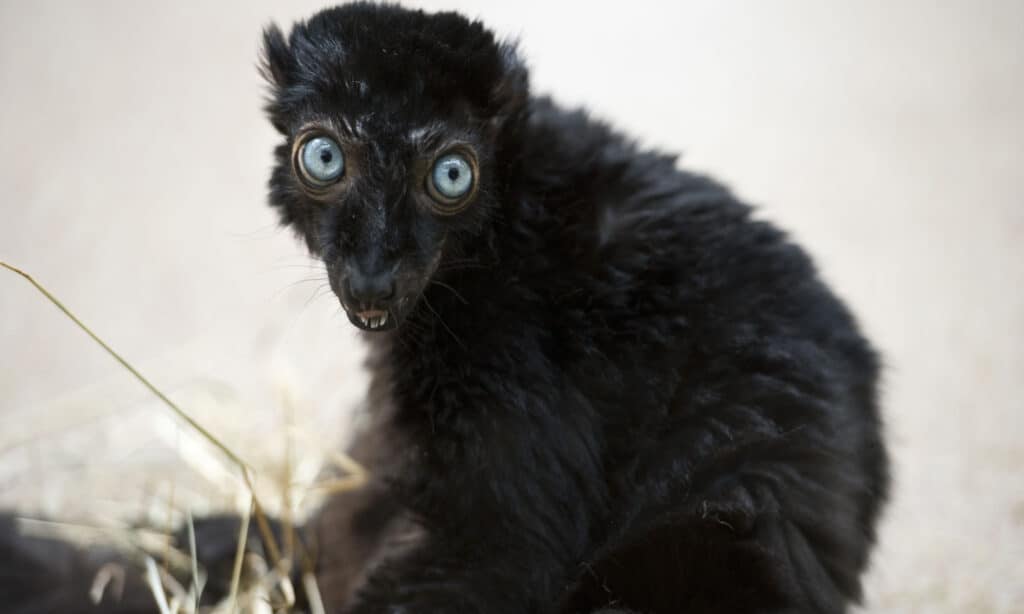 lemure nero dagli occhi blu