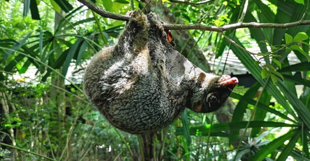Colugo o lemure volante appeso a un albero.