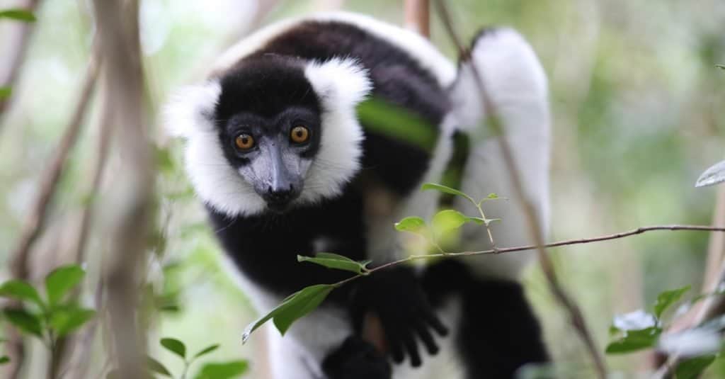 Incredibile animale della foresta pluviale: Indri