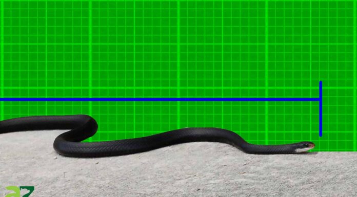 Scopri il più grande serpente da corsa nero mai registrato
