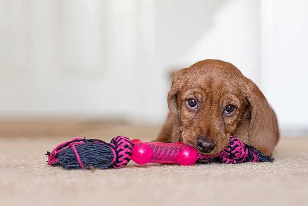 Basset Fauve de Bretagne cucciolo che mastica su un giocattolo di corda rosa.
