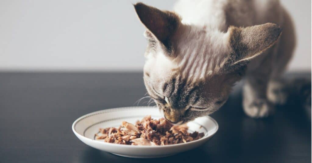 gatto che mangia cibo umido
