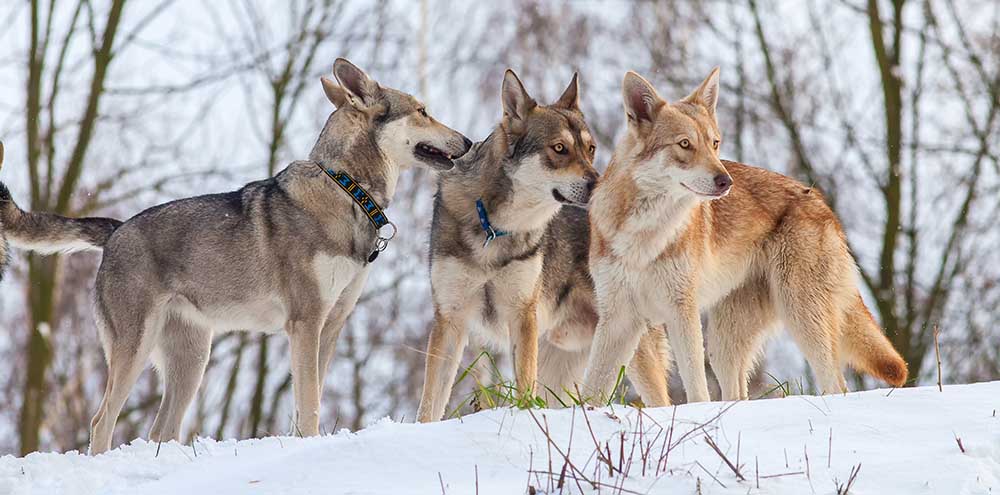 Un branco di Saarloos Wolfdogs, una razza di cane simile a un lupo, nella neve
